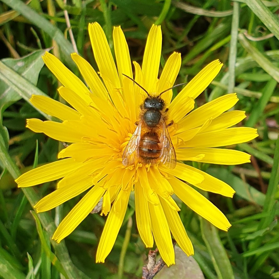 pimlemmers's tweet photo. De eerste grasmaaiers zijn weer gesignaleerd, terwijl de paardenbloem een belangrijke voedselbron voor vele insecten is! #vlinders #wildebijen #bijen #pollinators #paardenbloem #heemstede https://t.co/Qxwbv3vZfF