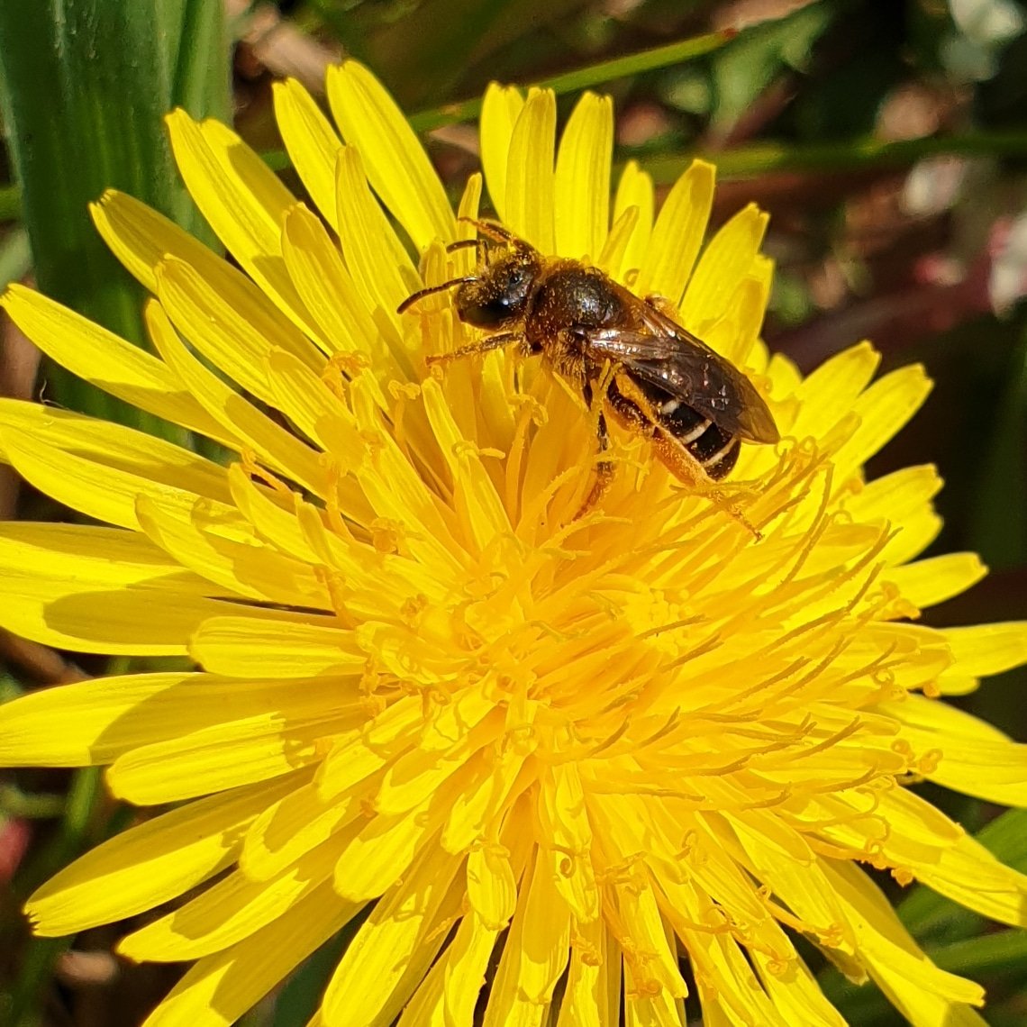 De eerste grasmaaiers zijn weer gesignaleerd, terwijl de paardenbloem een belangrijke voedselbron voor vele insecten is! #vlinders #wildebijen #bijen #pollinators #paardenbloem #heemstede