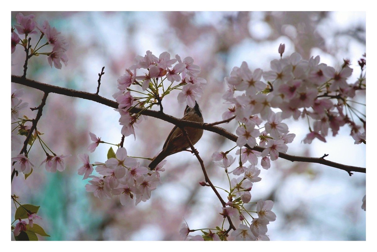 「桜だいぶ散ってしまってたけど散ってるからこそ綺麗な花筏が見られた 」|会釈のイラスト