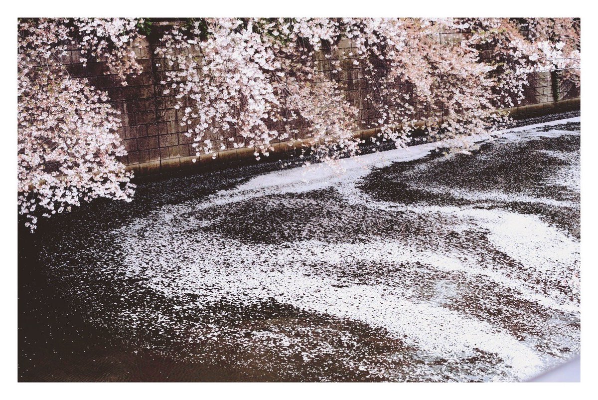 「桜だいぶ散ってしまってたけど散ってるからこそ綺麗な花筏が見られた 」|会釈のイラスト