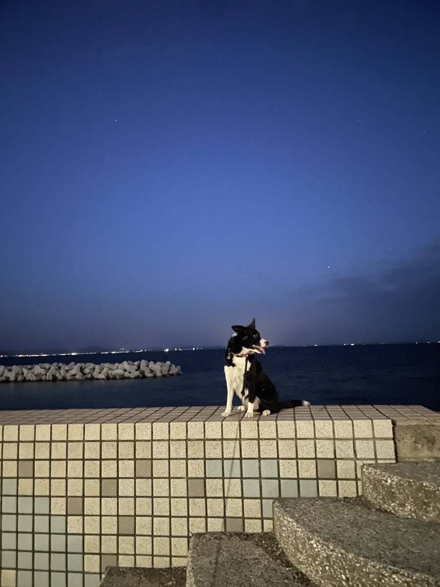 BDC_MATSURI's tweet photo. 写真の写り方を覚えたな？🥴
#bordercollie #ボーダーコリー #犬 #いぬのいる暮らし #犬のいる暮らし #犬好きさんと繋がりたい https://t.co/jkTnL2CZZh