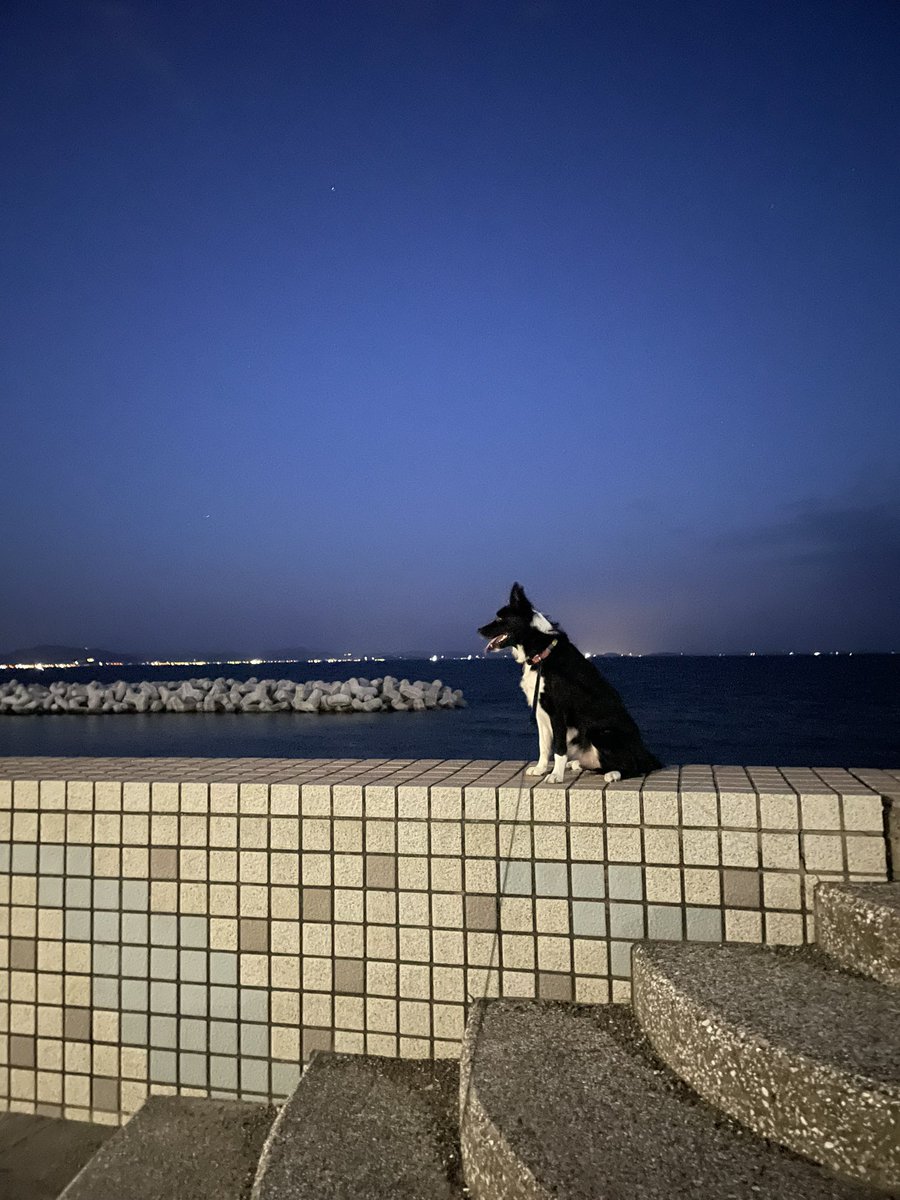 BDC_MATSURI's tweet photo. 写真の写り方を覚えたな？🥴
#bordercollie #ボーダーコリー #犬 #いぬのいる暮らし #犬のいる暮らし #犬好きさんと繋がりたい https://t.co/jkTnL2CZZh