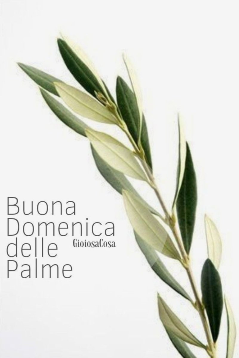 adrianabattagl6's tweet photo. Buongiorno a tutti e buona Domenica delle Pelme.🌿 https://t.co/kMkZlLHe7j