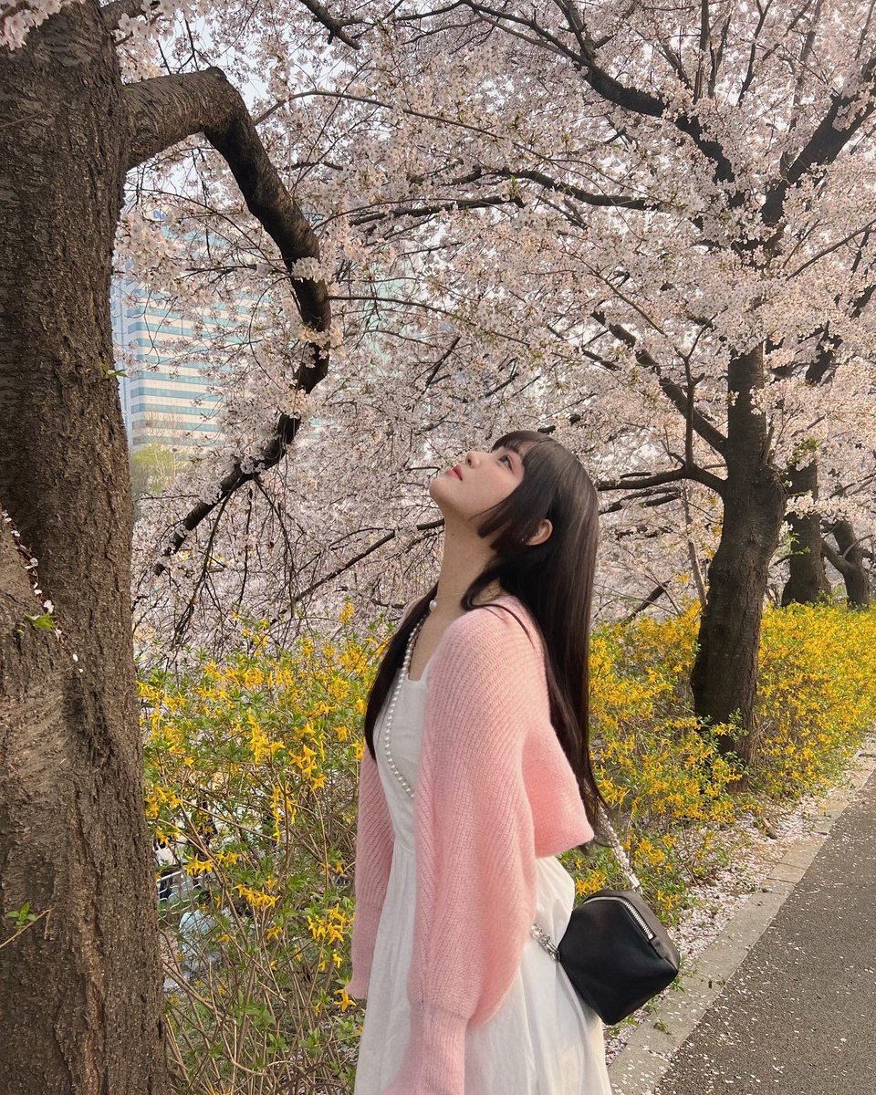 Geumheevely's tweet photo. 韓国は桜が満開です 🇰🇷🌸🌸🌸
日本のさくらもみたい😢 https://t.co/n4Wt4HFS97