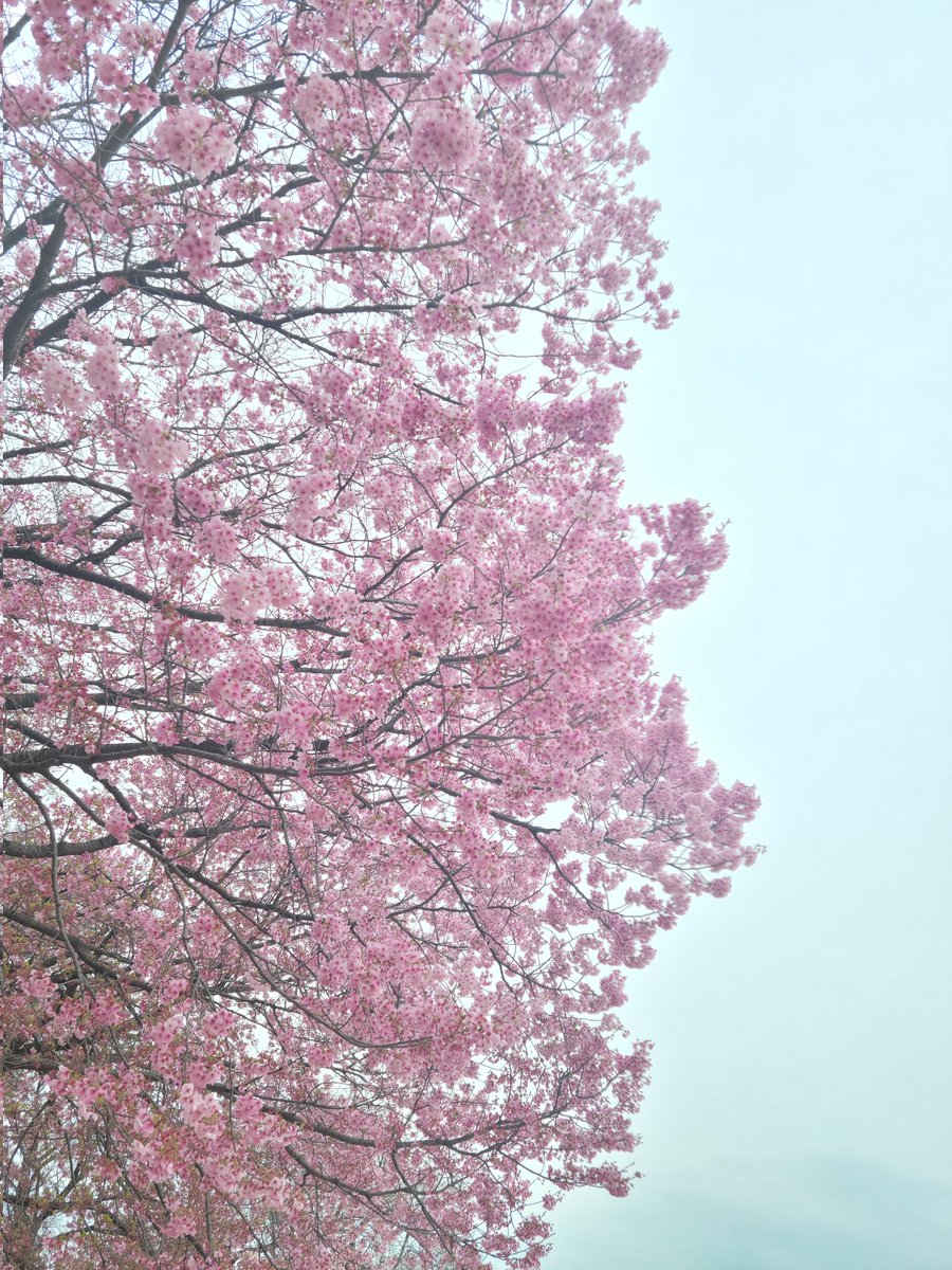 SMAPV6_FOREVER's tweet photo. 🌸🌸🌸
#이거봐남준아_널위한벚꽃이야
ほらナムジュン_君のための桜だよ
#아미들의벚꽃_남준이가봤으면좋겠다 
アミたちの桜_ナムジュンが見てほしい https://t.co/YCfuQwANTZ