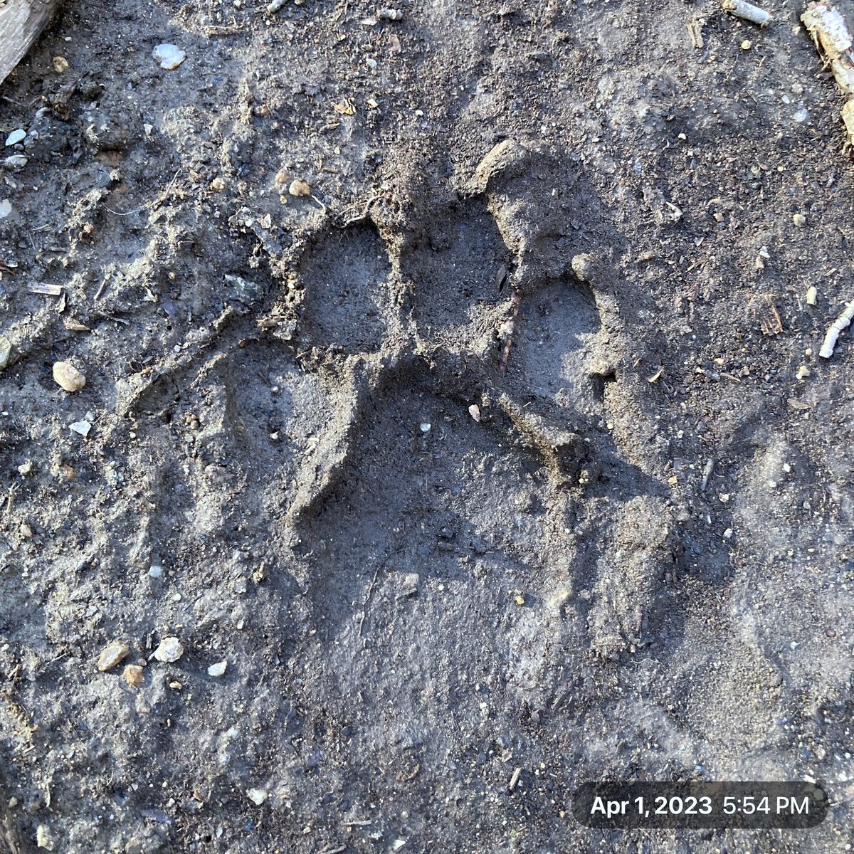 The_Earthmonk's tweet photo. Big wild cat.   Bobcat or lynx?  #bobcat #tracker #ctnaturefans #ctstateparks #cybertracker https://t.co/hsYJVUWbKP