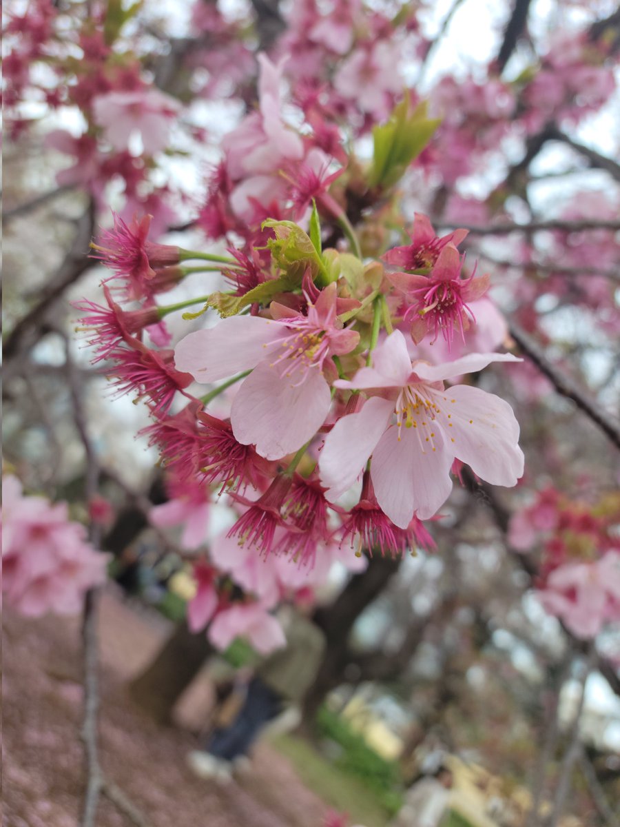 SMAPV6_FOREVER's tweet photo. 🌸🌸🌸
#이거봐남준아_널위한벚꽃이야
ほらナムジュン_君のための桜だよ
#아미들의벚꽃_남준이가봤으면좋겠다 
アミたちの桜_ナムジュンが見てほしい https://t.co/YCfuQwANTZ