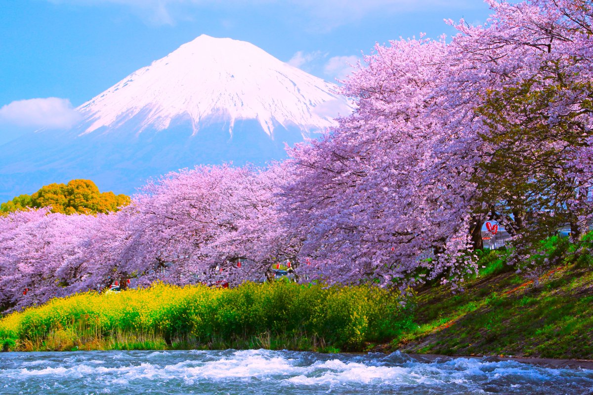 桜と富士山 ＃桜 ＃富士山