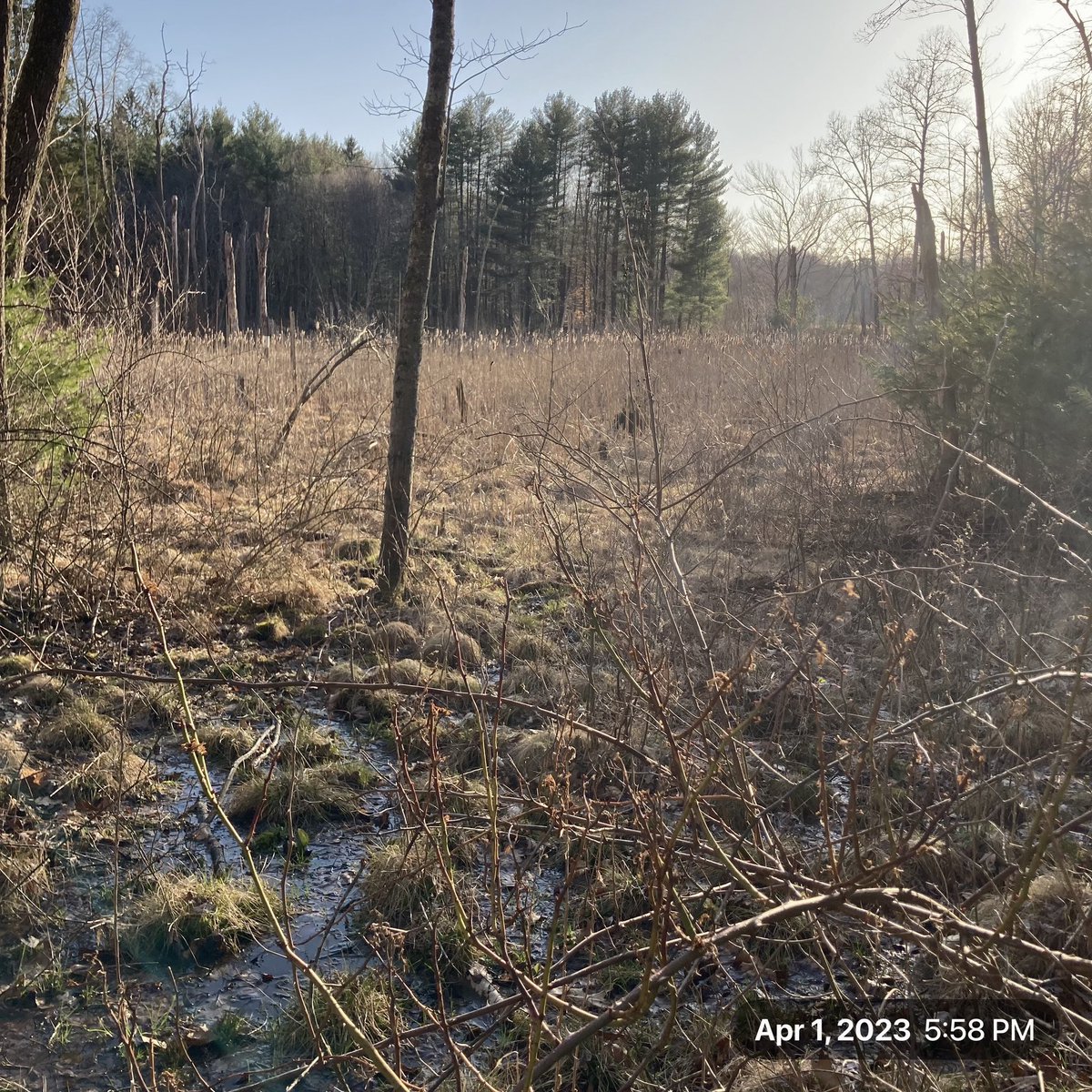The_Earthmonk's tweet photo. Setting sun and the little blue dot.  #ctwetlands #ctstateparks #ctnaturelovers https://t.co/ayXnfr4MTU