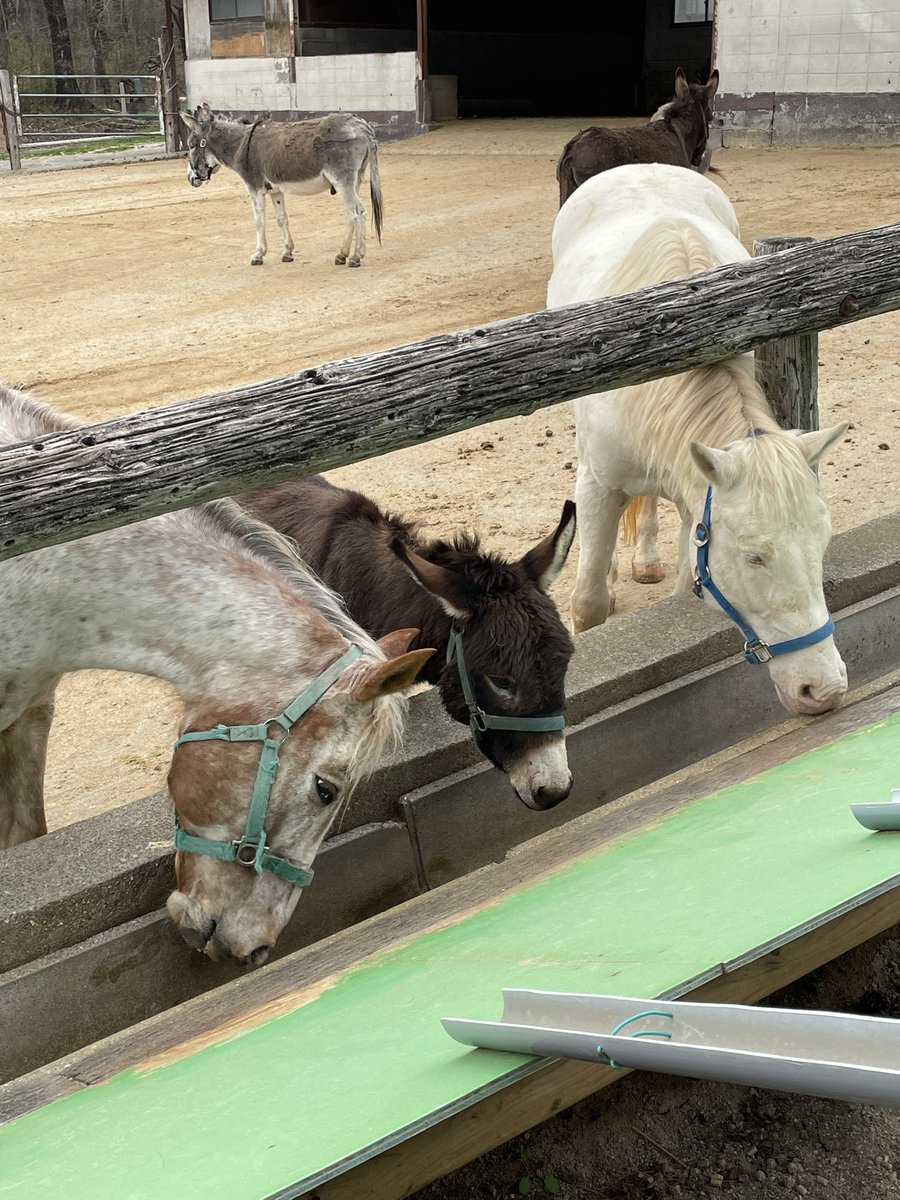 3件目 南ケ丘牧場🐎🐂 釣り堀や乗馬 触れあえる 羊やウサギで癒れMAX👍 遅めのランチはレトロ感ある店内でハンバーグ定食 を食べました〜- ̗̀( ˶^ᵕ'˶)b ＃ロバ https://t.co/YG3J8PBmQb