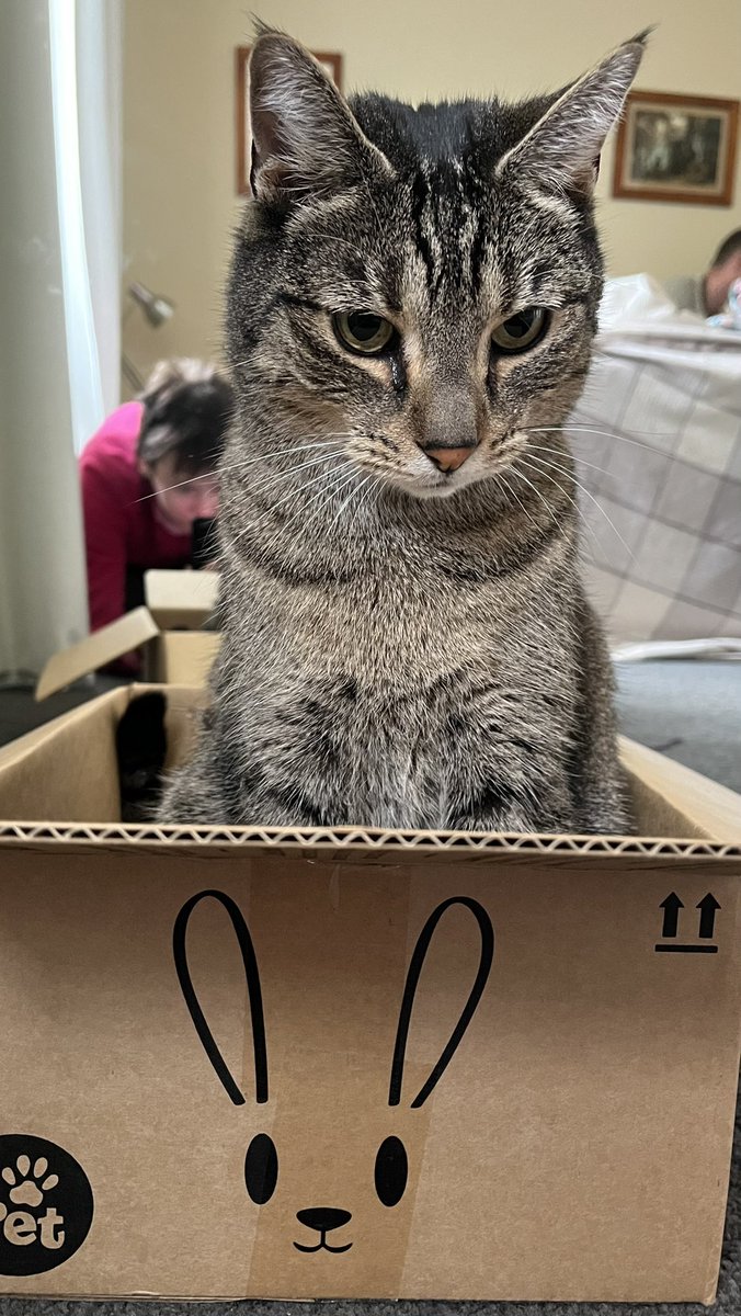 Cat of the month:
Meelo Rodriguez Lopez