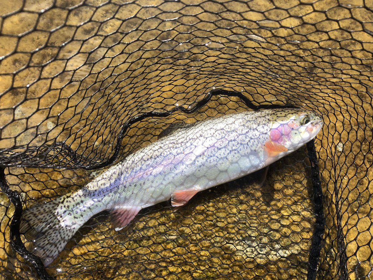 yuu_glitter_14's tweet photo. エリアトラウト引率釣行🎣
コータ初トラウトおめでとう㊗️
これからトラウトの沼に浸かってくれ笑笑✨✨✨
次回はホームグラウンドの「ビックファイト松本」さんで洗礼受けようね〜🤩笑笑
#エリアトラウト
#北海道
#10pound https://t.co/kNWkAJU9Rp