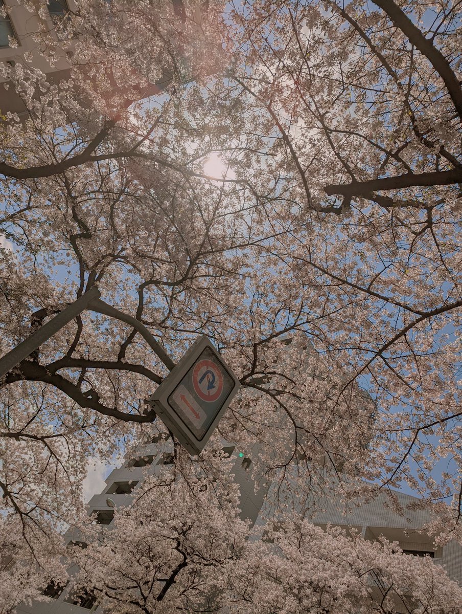 「今年のお気に入りの桜の写真 」|シウ 【画集が発売されました！】のイラスト