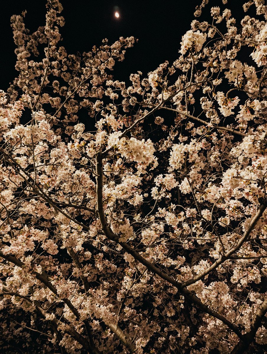 「今年のお気に入りの桜の写真 」|シウ 【画集が発売されました！】のイラスト