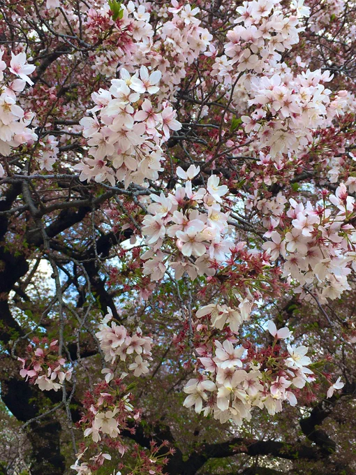 お花見してきたよ 