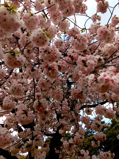 お花見してきたよ 