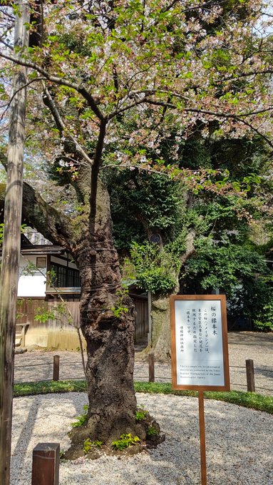 久しぶりに靖国神社へ行きました。コロナ前に行ったのが最後。靖国参拝して桜を見てハイボール飲んでた😁薄桜鬼でも桜は散り際が