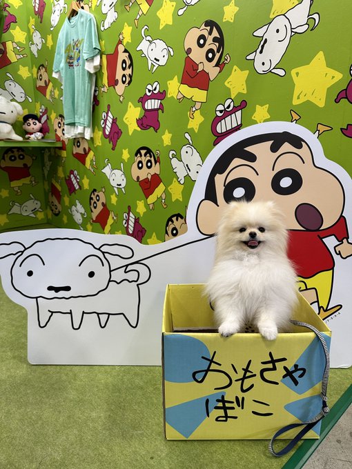 ある意味シロ。 #インターペット2023  #クレヨンしんちゃん #ポメラニアン  #子犬  #わた毛LIFE #dog