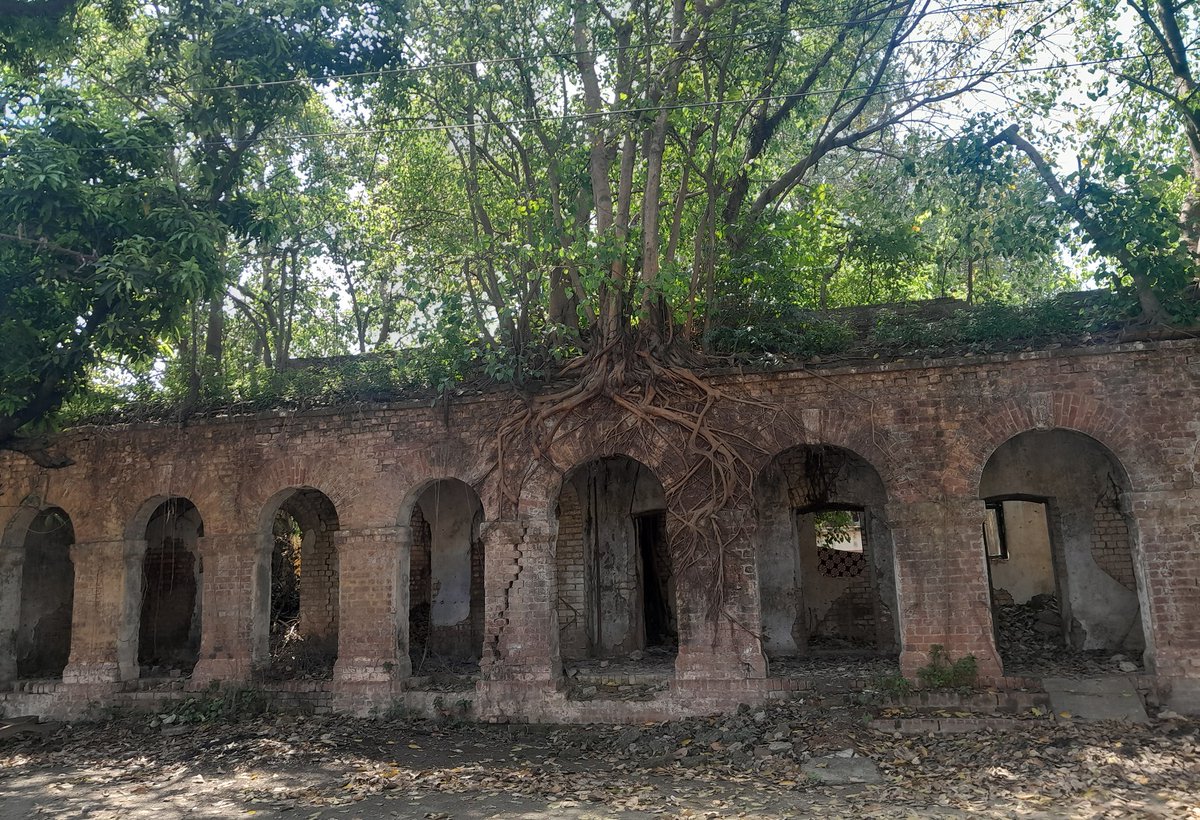 Hiddenheritage's tweet photo. #TreesofLife: Perhaps I should call these trees of death, given the grip they have on these old British era barracks, #Bareilly cantonment. Nature taking over when Man leaves the scene. https://t.co/rNux0W7woC