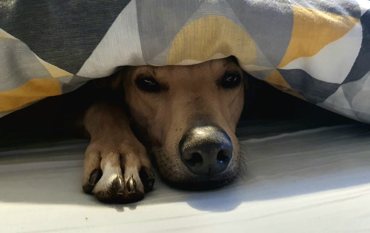 What better way to spend a Sunday morning 😴 Do you love to lie in as much as Kai the lurcher? Well he could be the one for you! This handsome boy is still on the lookout 👀 for his forever home 🏡 
@dogstrust #kai #lurcher #easylikesundaymorning #duvetday #cosy