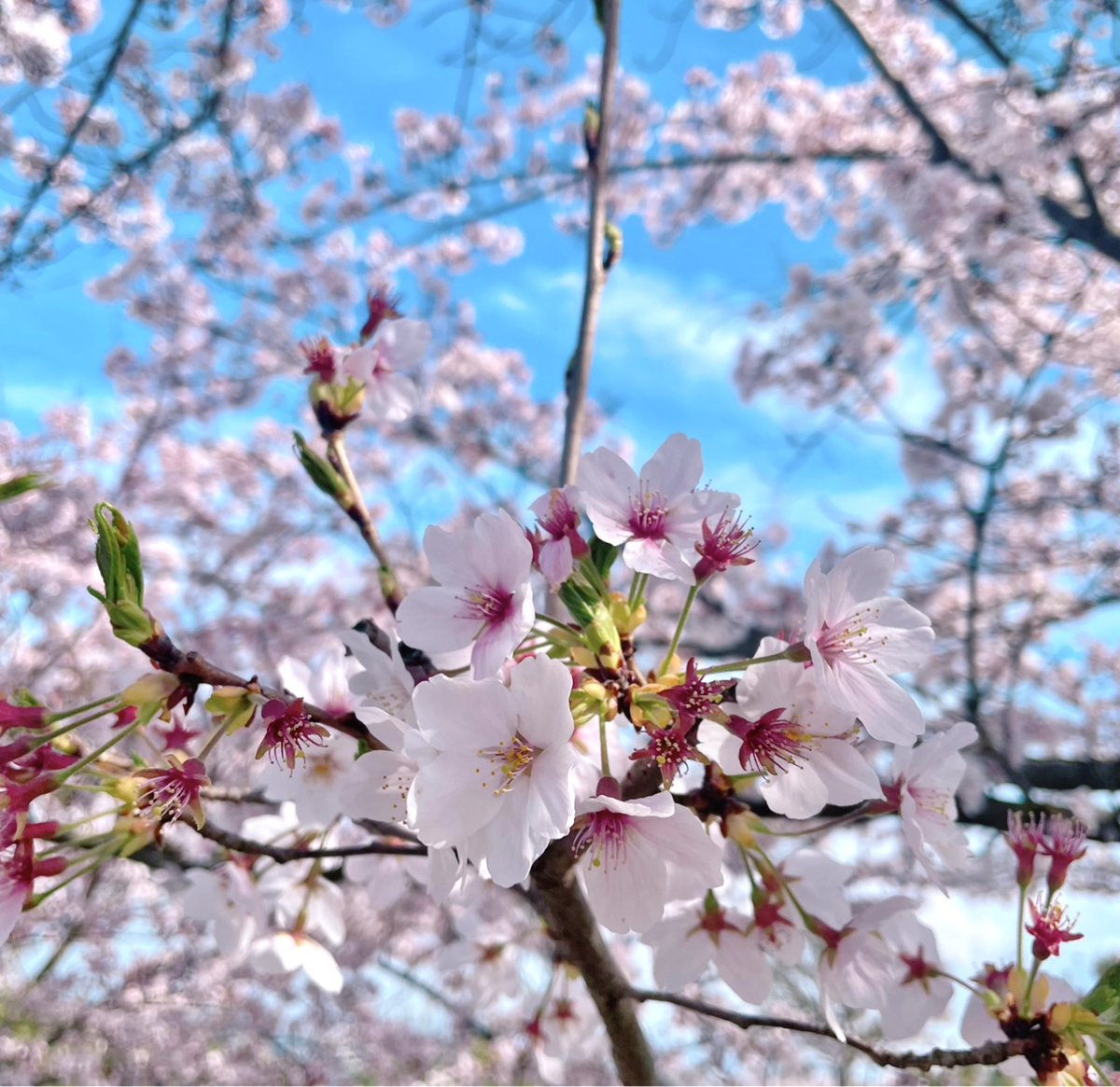 no humans cherry blossoms flower branch blurry still life scenery  illustration images