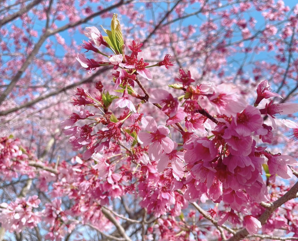 no humans cherry blossoms flower branch blurry still life scenery  illustration images