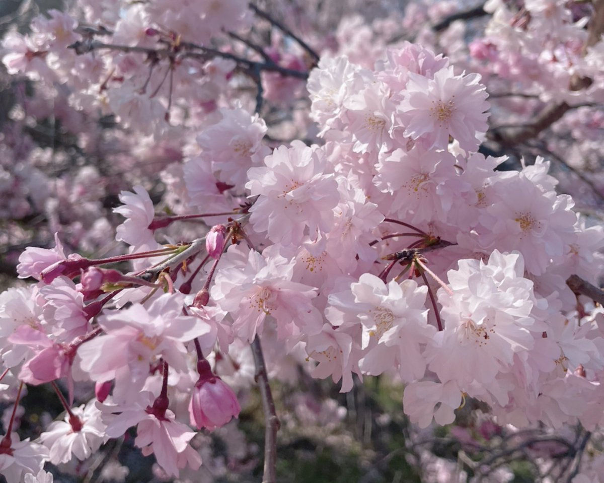 no humans cherry blossoms flower branch blurry still life scenery  illustration images