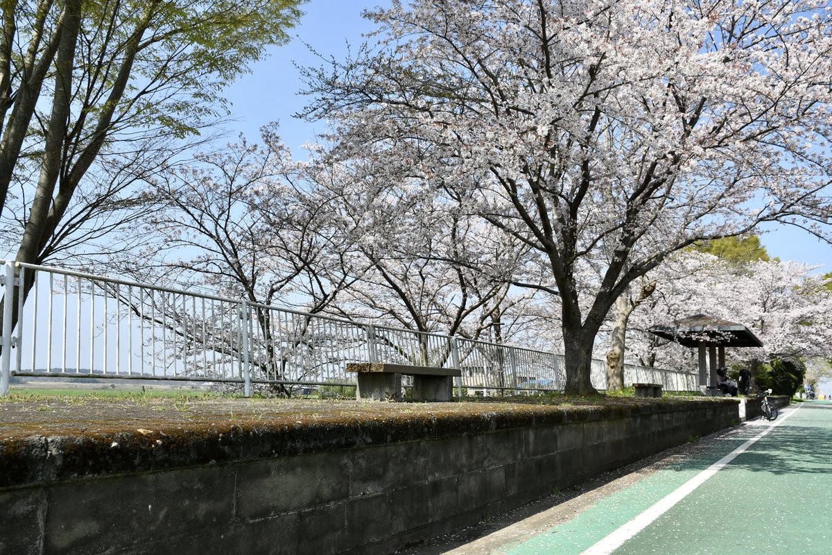 つくばりんりんロード
鉄道跡独特のゆったりとしたカーブ駅跡など廃線跡を見事にサイクリングロードに活用。鉄オタ兼自転車好きには最高なコースでした。
桜の種類も多くこの後は八重桜も楽しめそうですね。