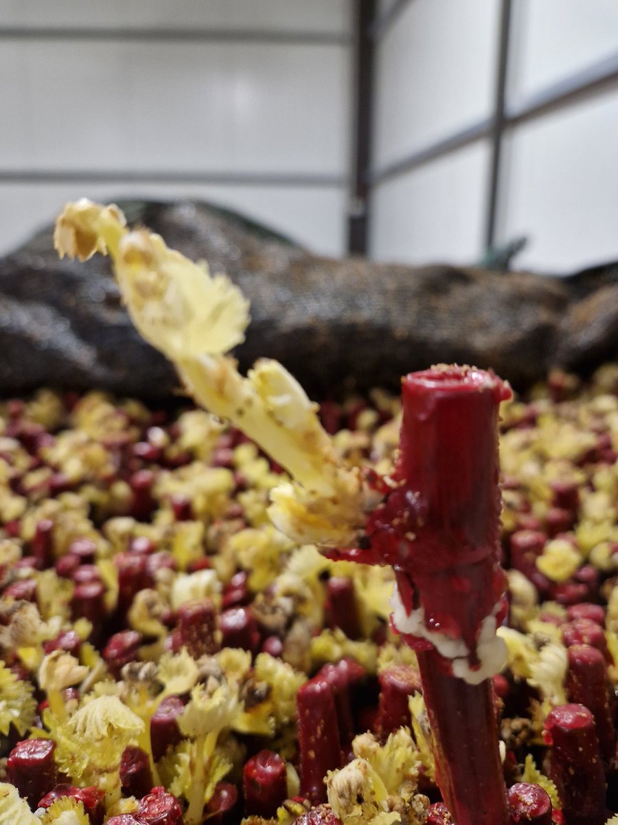 AmblevertViti's tweet photo. Stratification pour plants en pots #Biodégradables @vitipeps
Étape technique décisive pour la formation du cal de soudure. 2 observations quotidiennes s'imposent @D_Amblevert #TeamPVA
Pépiniériste: multiplicateur- éleveur.
#Printemps #Rameau https://t.co/j3KTCngpsd