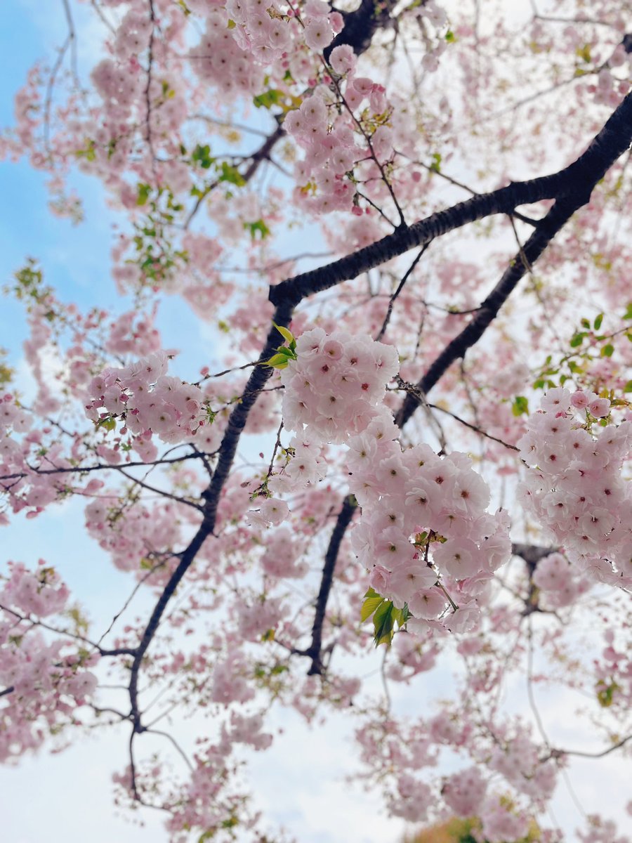 「桜〜と酒 」|ざびのイラスト