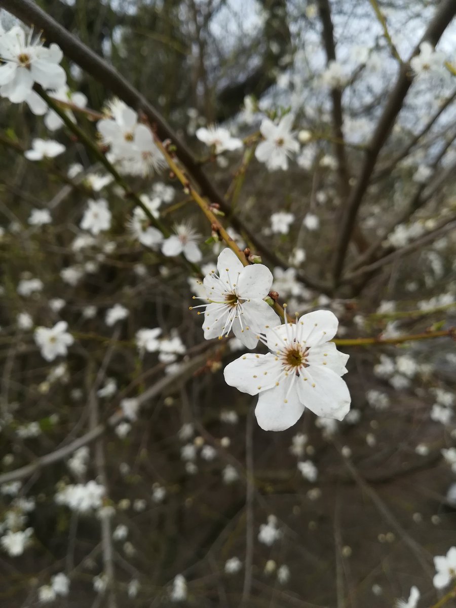 klimawiese's tweet photo. Die ersten Blüten zeigen ihre Pracht.
#blüte #baumblüte #streuobstwiese #obstbaum #frühling https://t.co/lXLwhVaWLQ