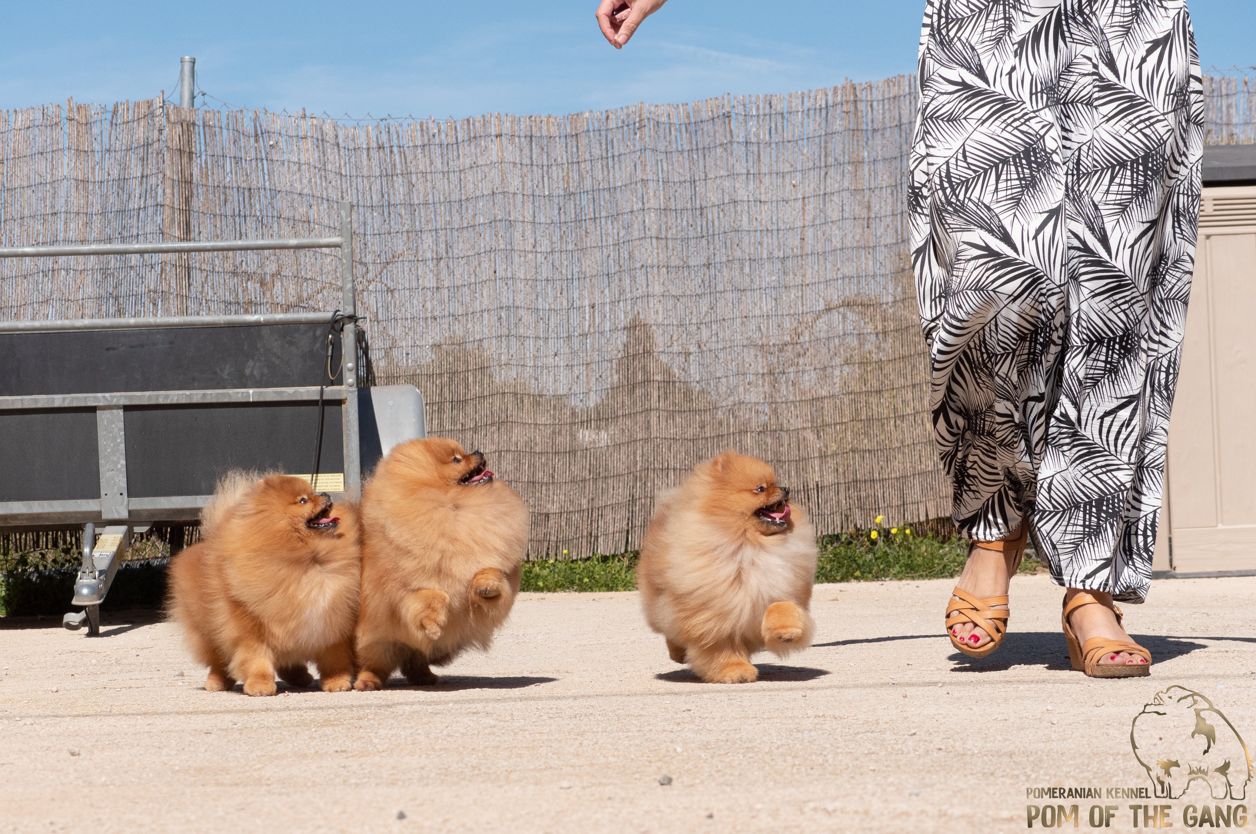 Différence entre un Spitz nain et un Pomeranian ? - Pom Of The Gang