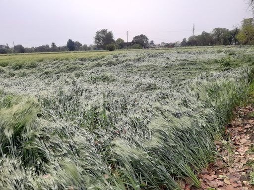 kapil76185894's tweet photo. #WeatherAgricultureFarmers https://t.co/fWi9vpEZCZ
