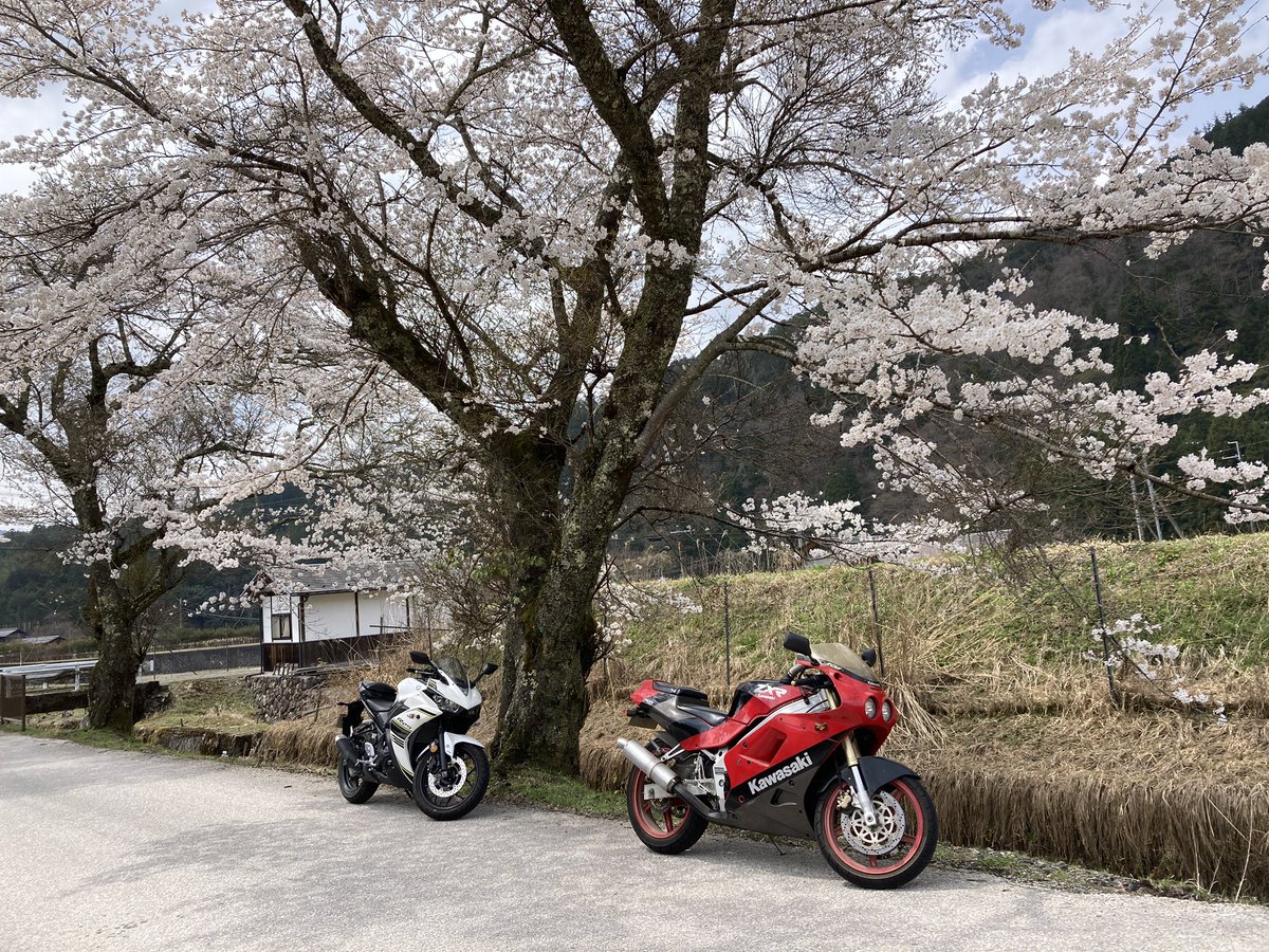 yamachu_ZXR250's tweet photo. 生存確認！！まだまだ元気です🙋‍♂️

美山で『青い壁』探してた大阪ナンバー赤のCT125乗ってるお姉さん大野ダムから少し美山方面に走ったところにありましたよ！！
#青い壁　#お花見 https://t.co/pUWWeA5VMy
