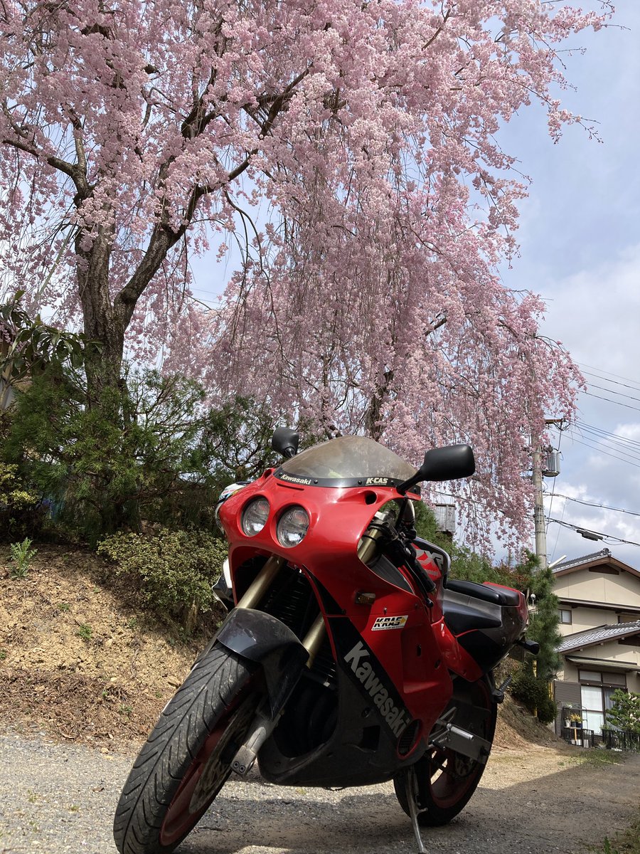 yamachu_ZXR250's tweet photo. 生存確認！！まだまだ元気です🙋‍♂️

美山で『青い壁』探してた大阪ナンバー赤のCT125乗ってるお姉さん大野ダムから少し美山方面に走ったところにありましたよ！！
#青い壁　#お花見 https://t.co/pUWWeA5VMy