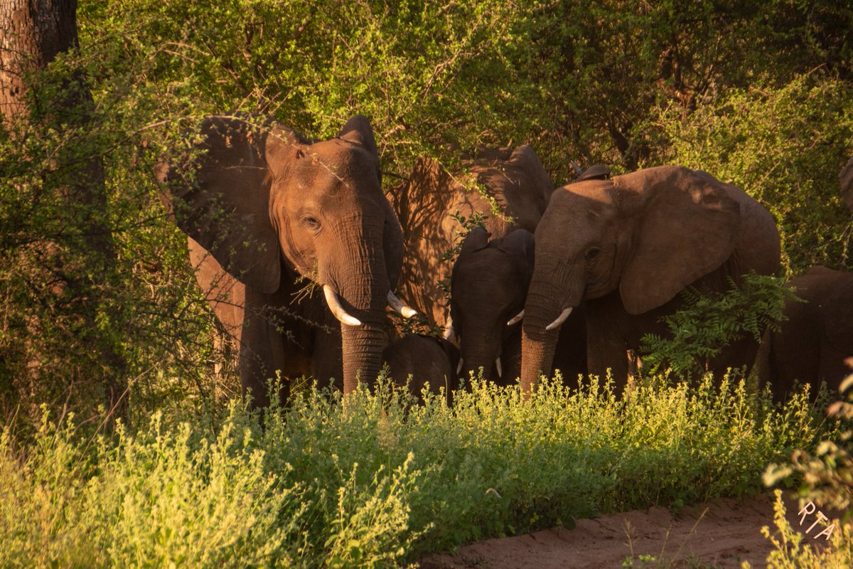 EleRhinoMarch's tweet photo. #MambasInThePark #MayEarthLive Rewilding hearts and minds. #KoruCamp https://t.co/6kf9cEOuoh