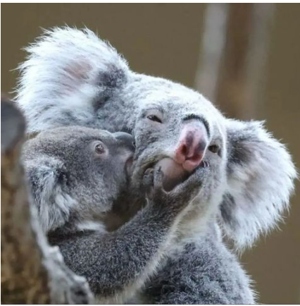 Sign this very important petition.
Link: chng.it/hT5KmDBcMM
Why?
Because Joey Koala told you to.