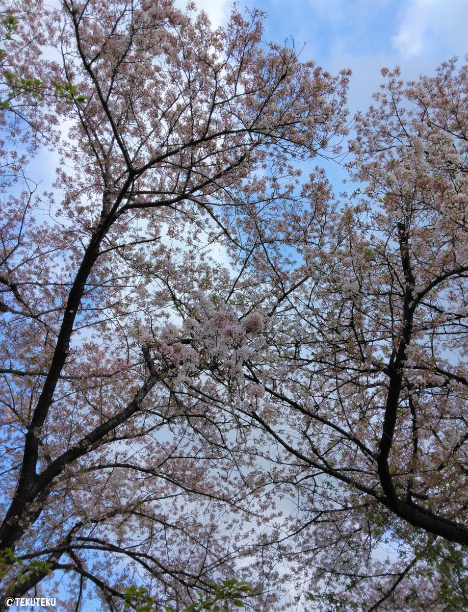 「 #大島桜 #花写真 #キリトリセカイ #photography  」|TEKUTEKUのイラスト