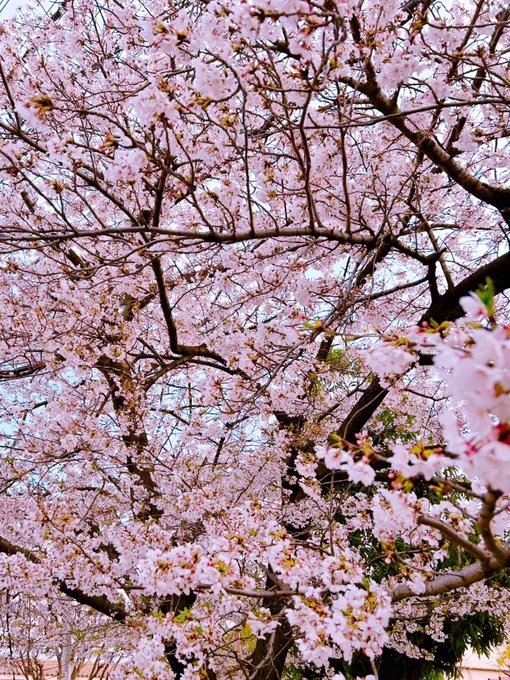帰り道の公園の桜 