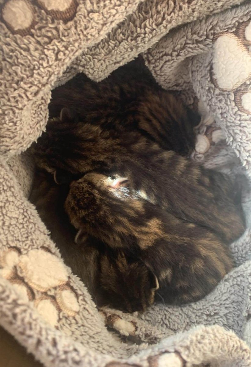 Association L'ArbraChats tweet media