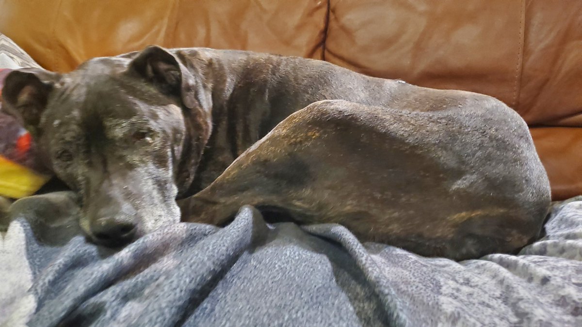 TheActMan_YT's tweet photo. Coco will probably die soon so I hope you all get to enjoy her beauty before she goes to doggy heaven https://t.co/9kL16hGfI9