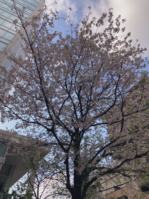 四月は君の嘘のキービジュのような桜があって綺麗だったなぁ写真撮るの下手くそなのは気にしないで 