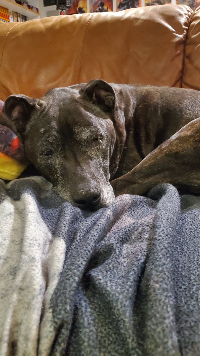 TheActMan_YT's tweet photo. Coco will probably die soon so I hope you all get to enjoy her beauty before she goes to doggy heaven https://t.co/9kL16hGfI9