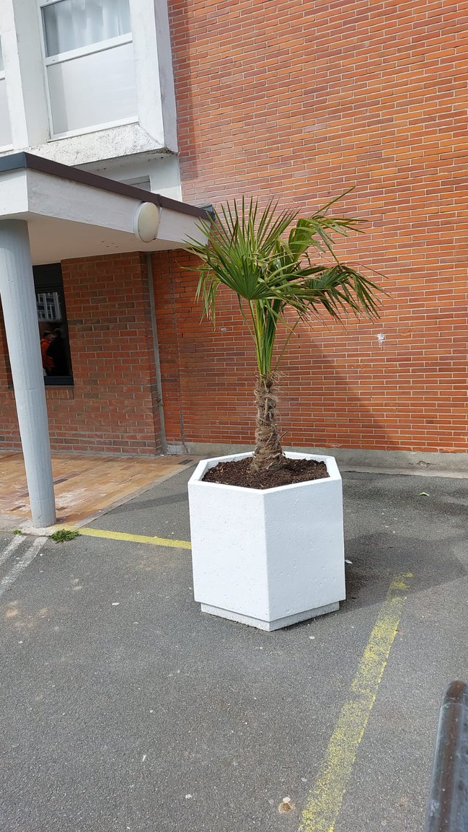 Clg_Salengro's tweet photo. Aménagement de la cour de récréation pour offrir des espaces bien-être aux élèves.
Des arbustes, des fleurs, des tables et des surprises à venir.
#desden62
#climatscolaire https://t.co/PoUPwOZM1t