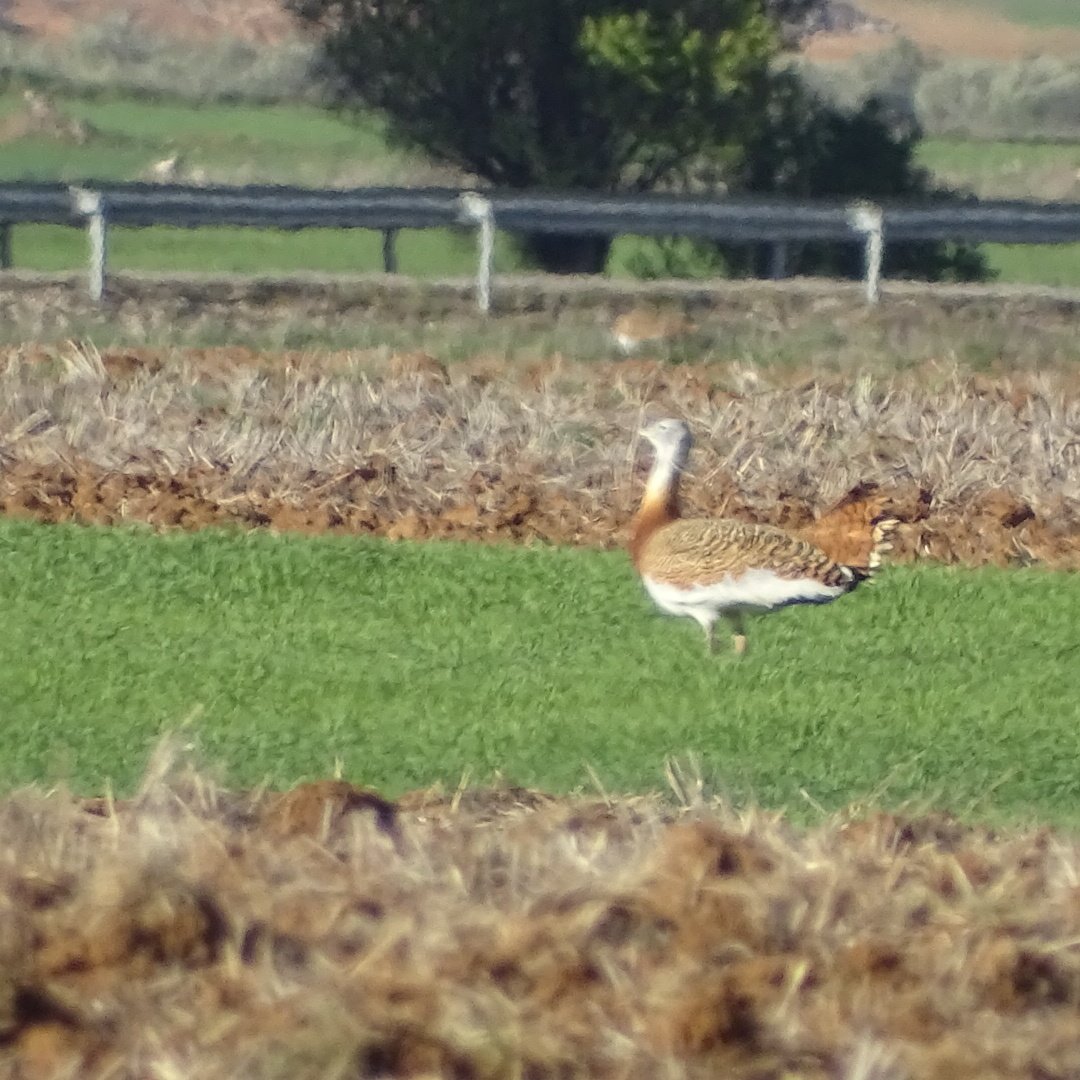 avesquelugares's tweet photo. Ayer, en Campo Real, entre ruedas de Avutardas y vientos, pudimos ver varios Sisones durante largo rato. Para mi, un verdadero lujo, xq es una especie q jamás había visto💚. Gracias, @WildOnNatura , x organizar estas  quedadas ¡Y a los q se animan a ir tb! 
Fotos testimoniales https://t.co/iiP85DUJCr