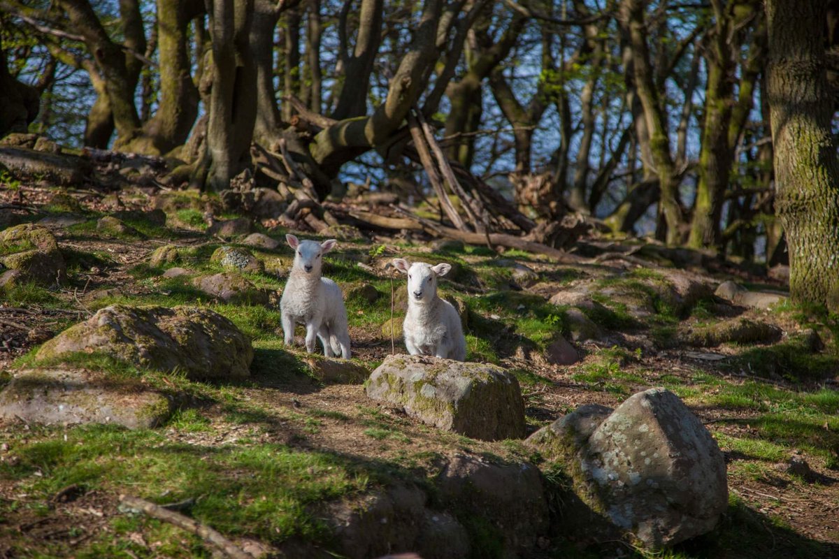 Wye Valley Walk tweet media
