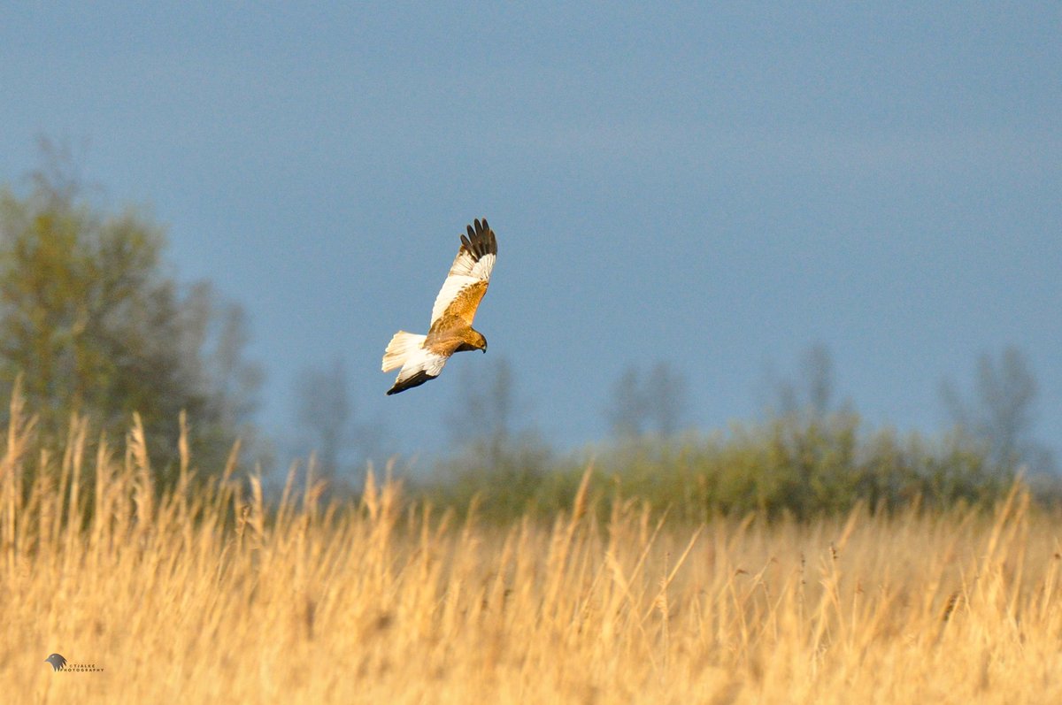 Vanmorgen in het veld....
#bruinekiekendief #vogels 
#BirdsSeenIn2023 #BirdsOfTwitter