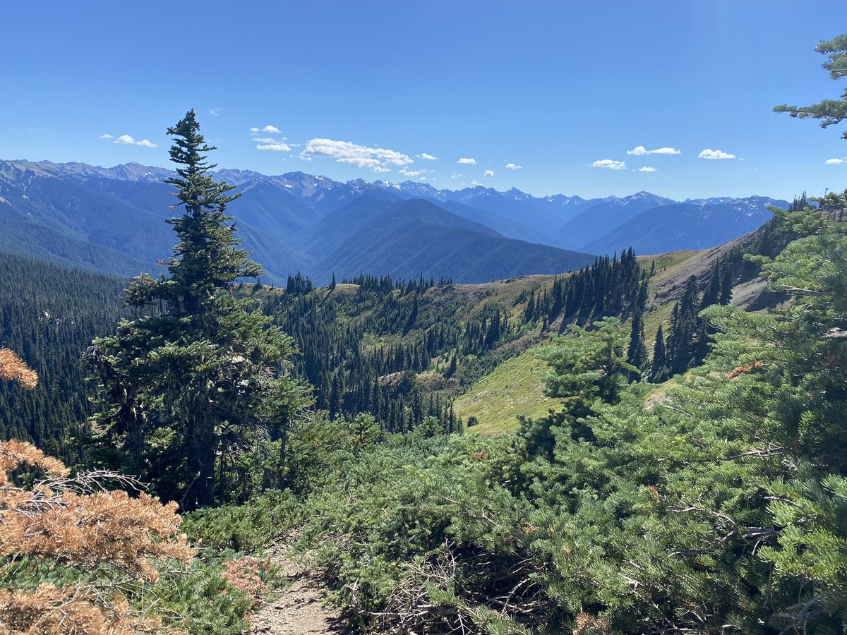 loo_tttt's tweet photo. #Olympics #thenationalolympicparc #WashingtonState #Seattle 
Wanna go back to this peace place 🫶🏻✨ https://t.co/RJgI9jJ7OW