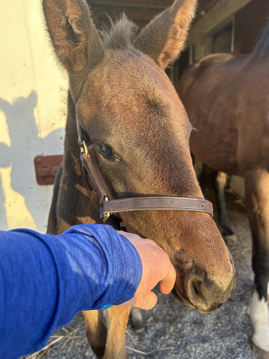 A fantastic Colt Foal by Affinisea 🐎 @Whytemount_Stud From our Walk In The Park mare🐴 @ITBA_Official #colt #foal #nationalhunt