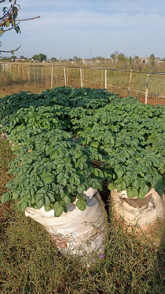 MatsaunyaneBame's tweet photo. Doing what we love doing like we doing it for TV......
Vaal was ready to adopt new technologies!!
Bag system = check
Potato growing = check
#OwnSeedProduction #SmallholderFarmerDevelopment https://t.co/ck4jrU7Tn1